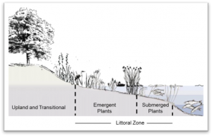 Littoral Zones Sanibel Communities For Clean Water