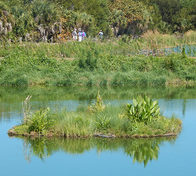 Floating Treatment Wetland
