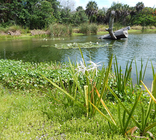 Lake-Friendly Landscaping