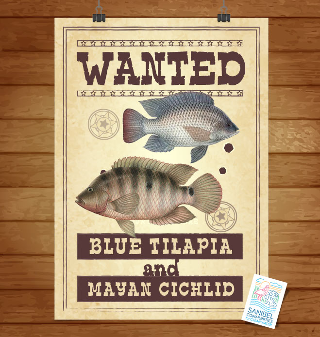 Wanted - Blue Tilapia & Mayan Cichlid